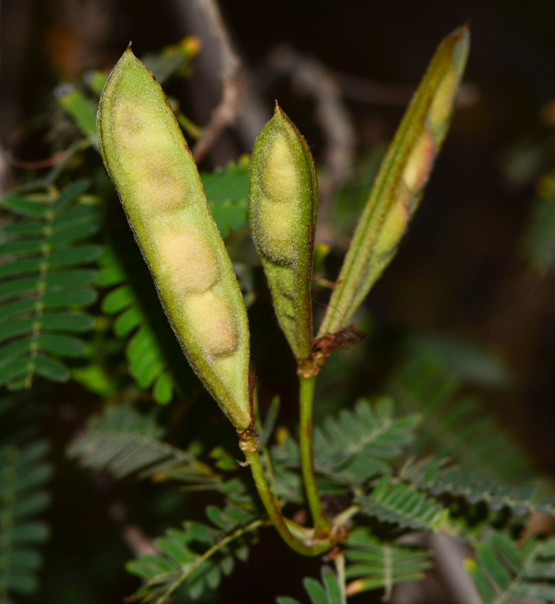 Image of Calliandra californica specimen.