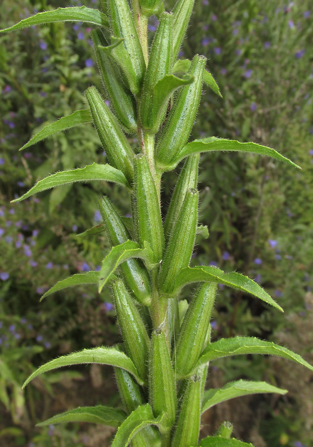 Image of Oenothera rubricaulis specimen.