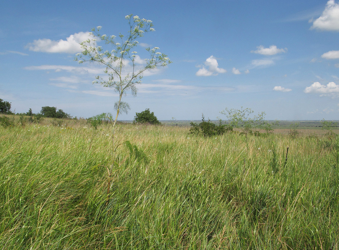 Image of Chaerophyllum bulbosum specimen.