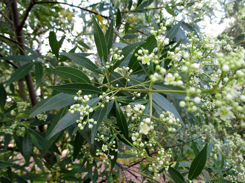 Image of Ceratopetalum gummiferum specimen.