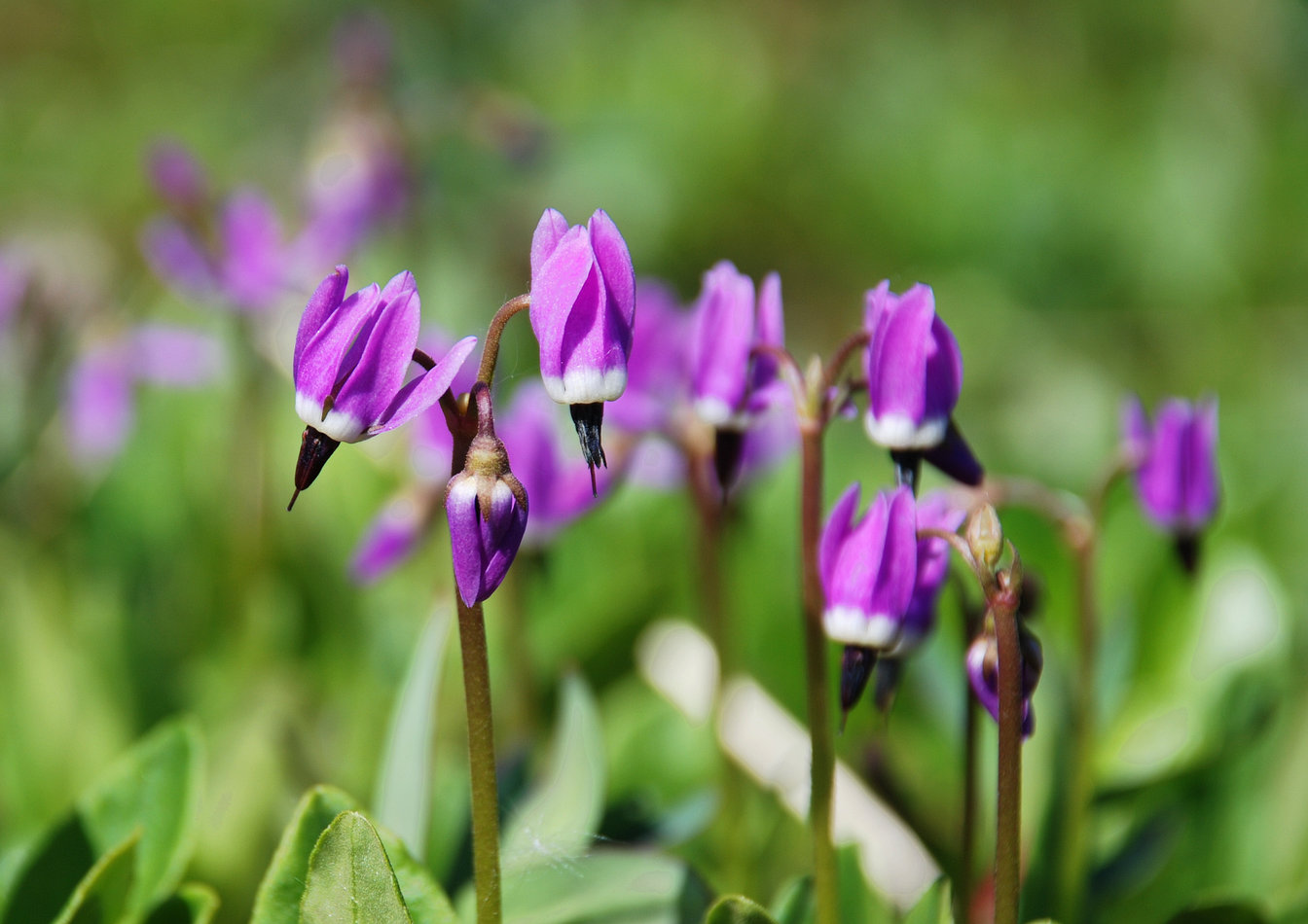 Image of Dodecatheon frigidum specimen.