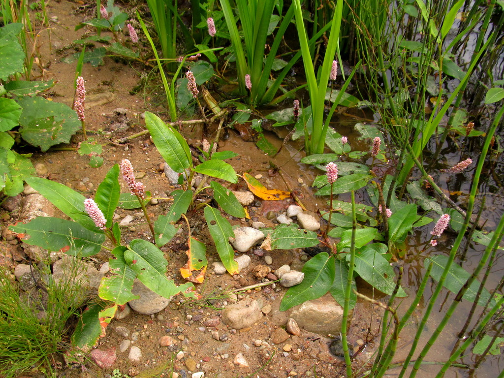 Изображение особи Persicaria amphibia.