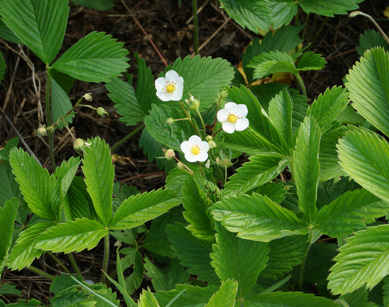 Image of Fragaria viridis specimen.