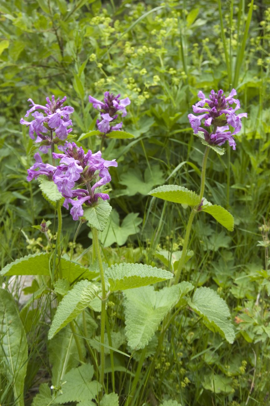 Image of Betonica macrantha specimen.