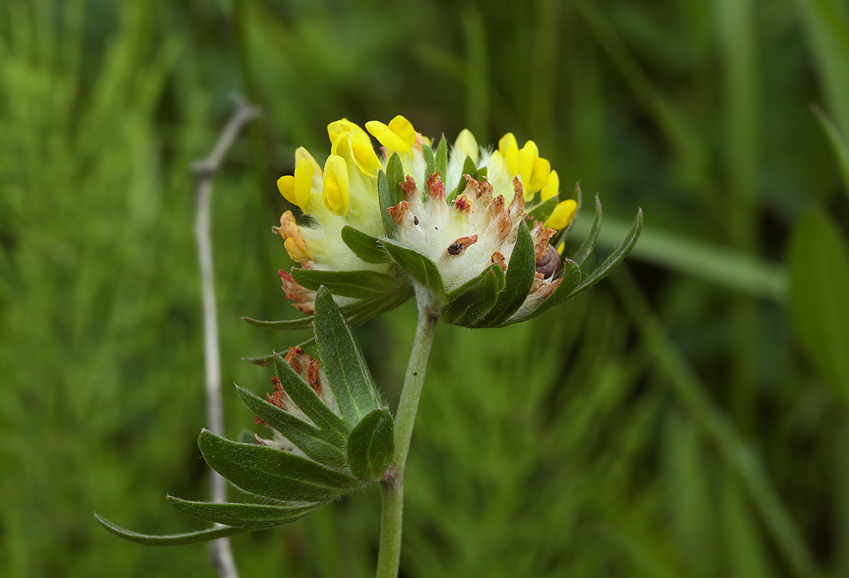 Image of Anthyllis macrocephala specimen.