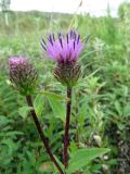 Cirsium vlassovianum