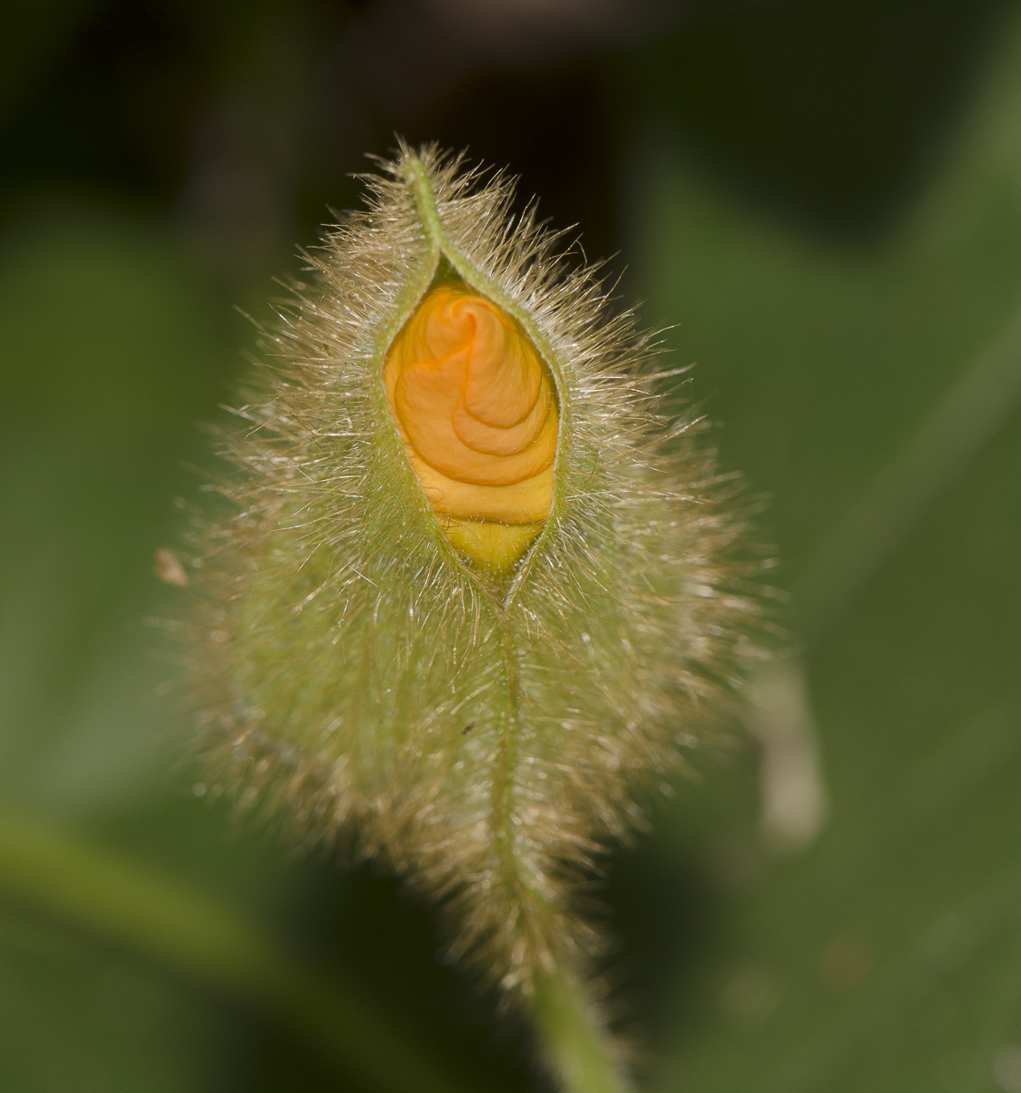 Image of Thunbergia gregorii specimen.