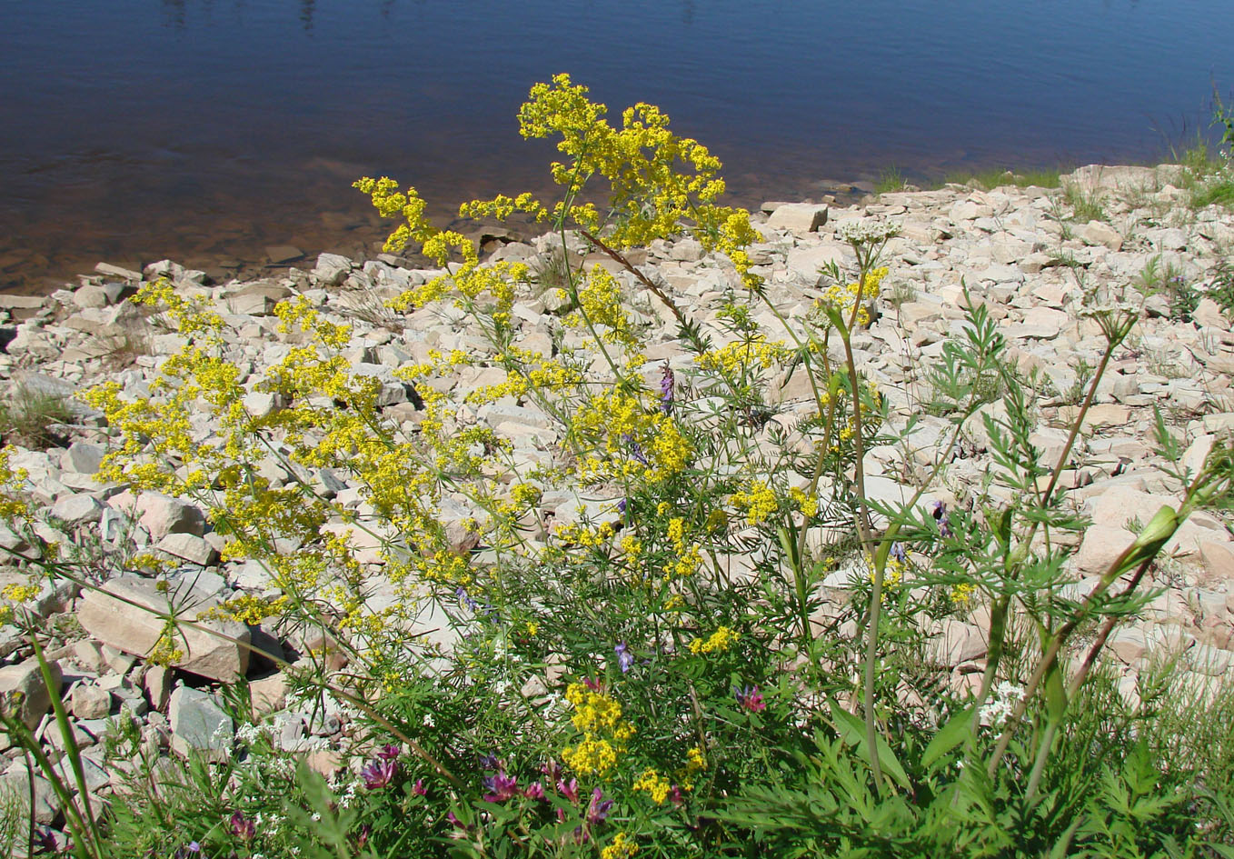 Изображение особи Galium verum.