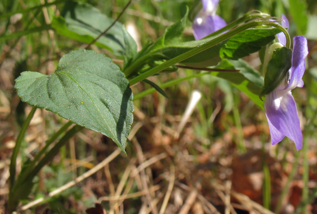 Image of Viola canina specimen.