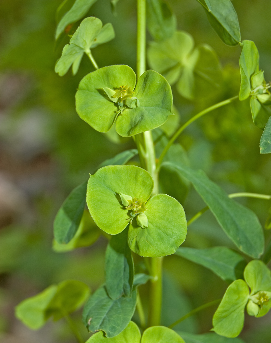 Image of Euphorbia borodinii specimen.