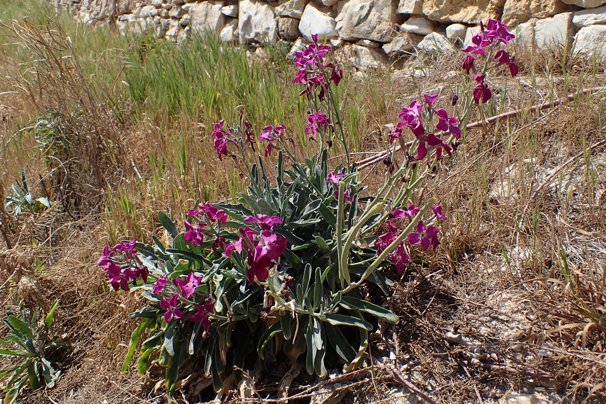 Image of Matthiola incana specimen.