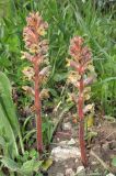 Orobanche owerinii