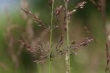 Calamagrostis phragmitoides. Часть соцветия. Тверская обл., Осташковский р-н, дер. Кравотынь, берег речки. 04.07.2018.