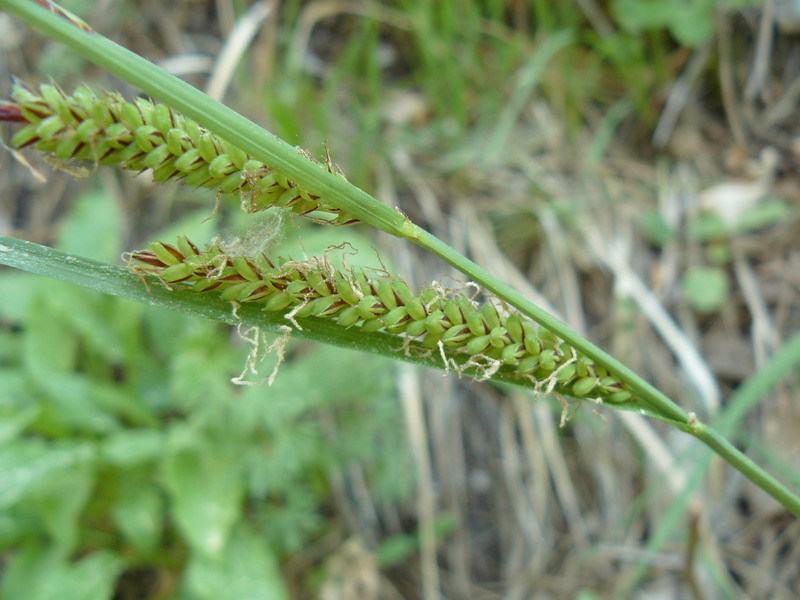 Изображение особи Carex cuspidata.