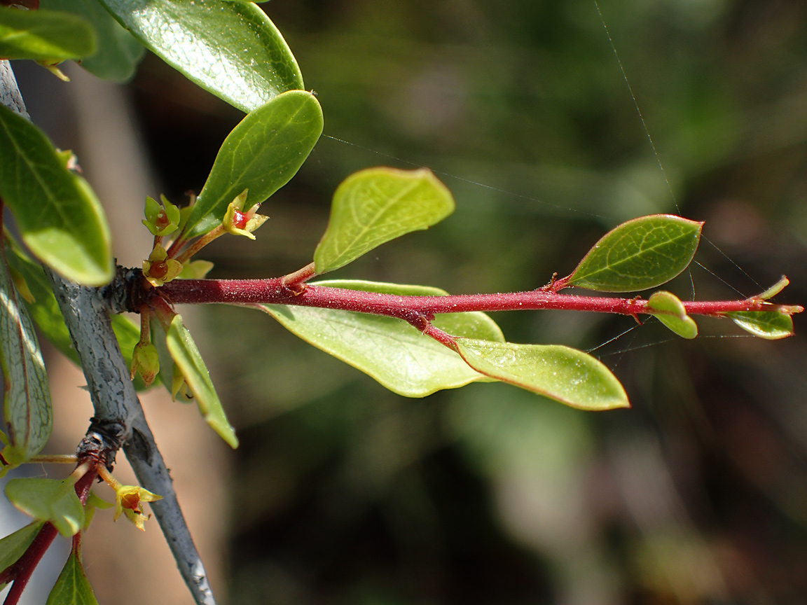 Image of Rhamnus lycioides ssp. oleoides specimen.