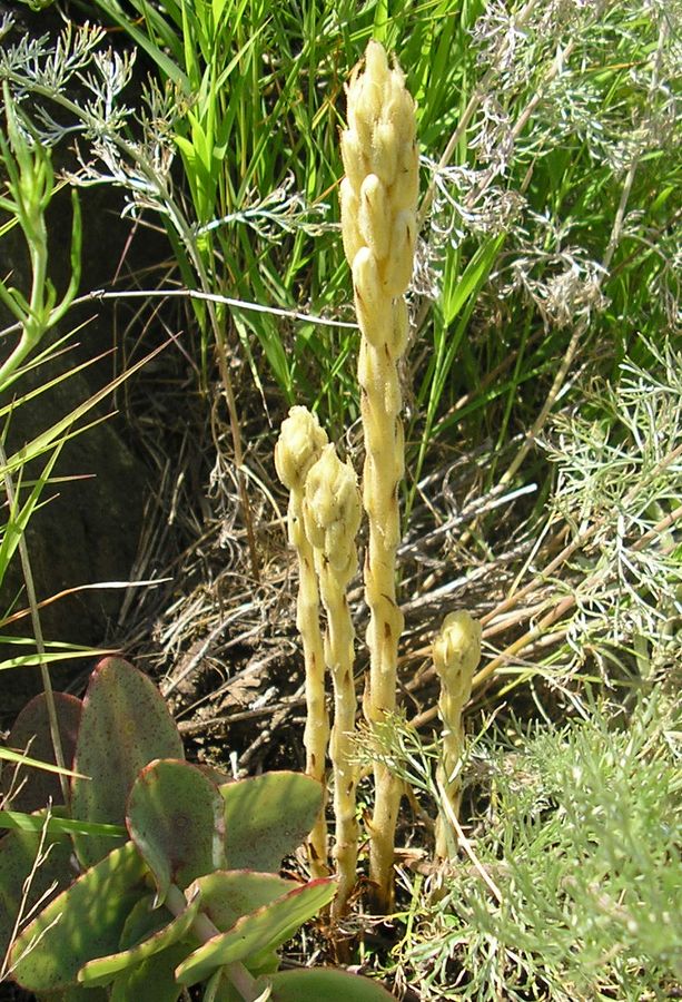 Image of Phelipanche arenaria specimen.