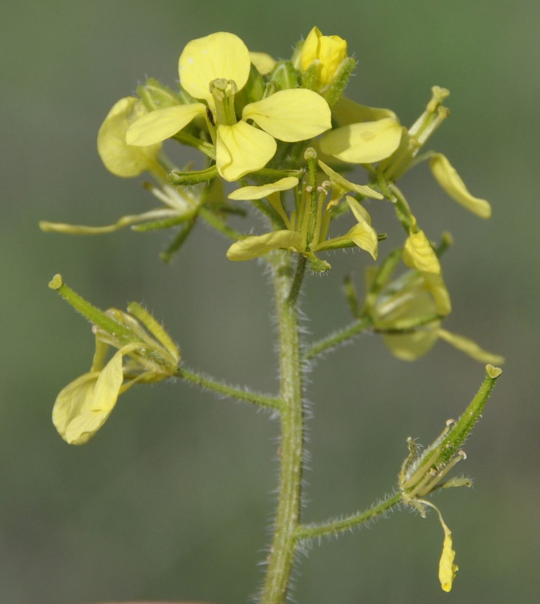 Изображение особи семейство Brassicaceae.