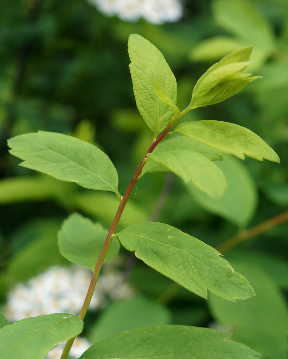 Image of Spiraea media specimen.