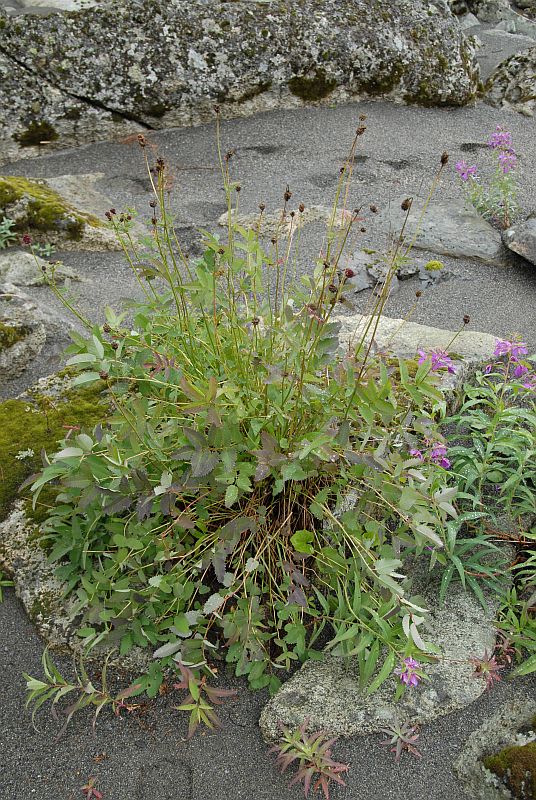 Image of Sanguisorba officinalis specimen.