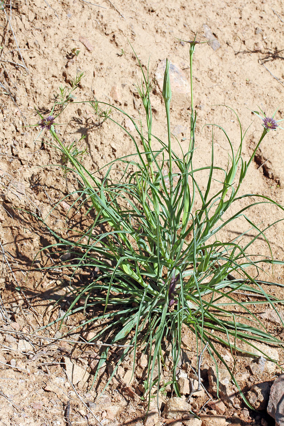 Image of Tragopogon krascheninnikovii specimen.