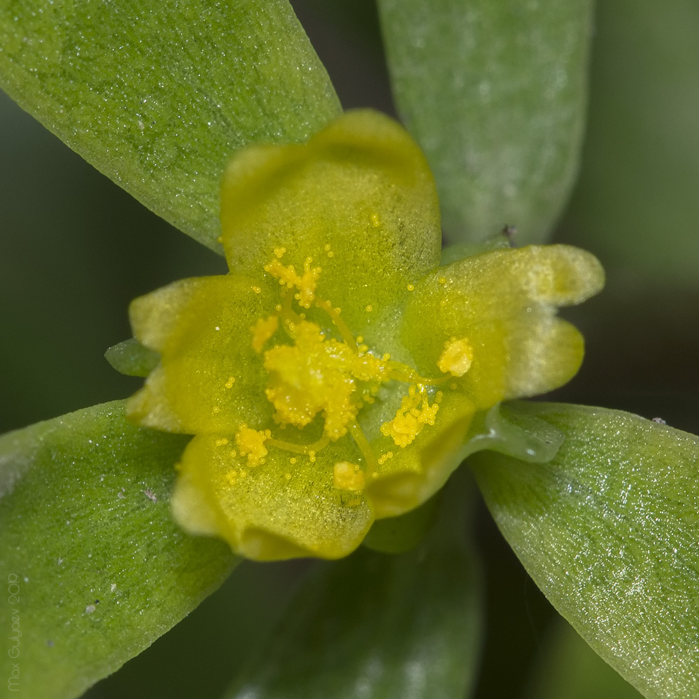 Image of Portulaca oleracea specimen.