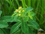 Смотреть изображение Euphorbia angulata