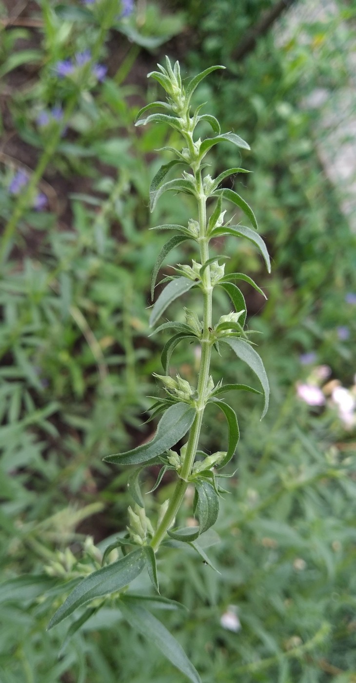 Изображение особи Hyssopus officinalis.