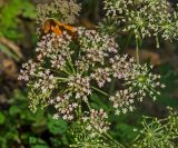 Angelica pachyptera. Соцветие. Краснодарский край, МО город-курорт Сочи, Адлерский р-н, Краснополянский поселковый округ, южный склон хр. Аибга, долина р. Менделиха, 1470 м н.у.м. 5 октября 2019 г.