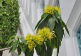 Xanthostemon chrysanthus. Верхушка веточки с соцветиями. Таиланд, Бангкок, окр. храма Wat Arun, в озеленении. 25.06.2019.