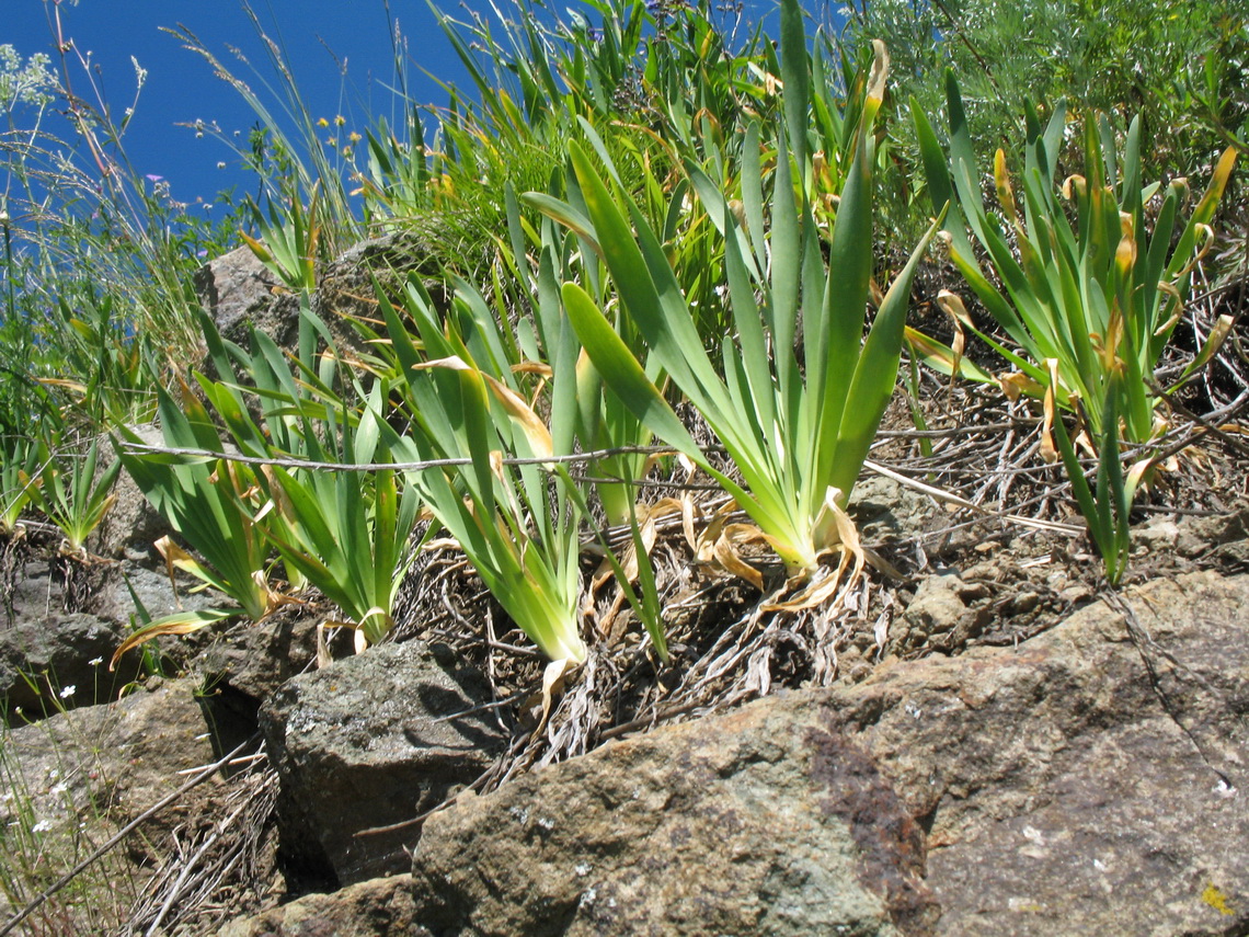 Image of Allium nutans specimen.