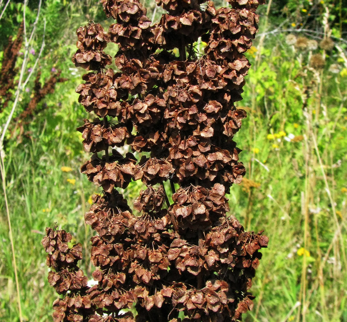 Image of Rumex confertus specimen.