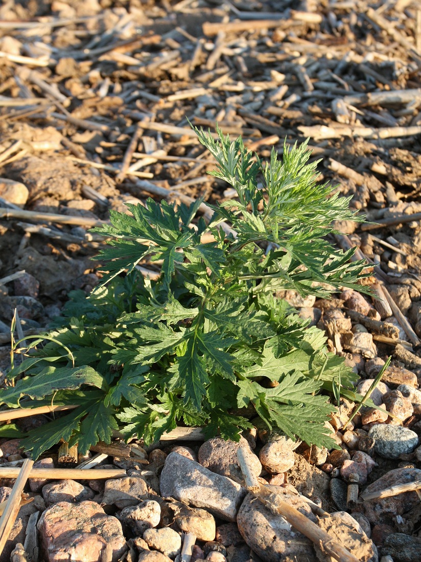 Изображение особи Artemisia vulgaris.