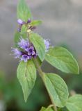 Mentha arvensis