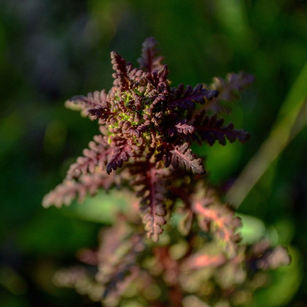 Image of Pedicularis palustris specimen.