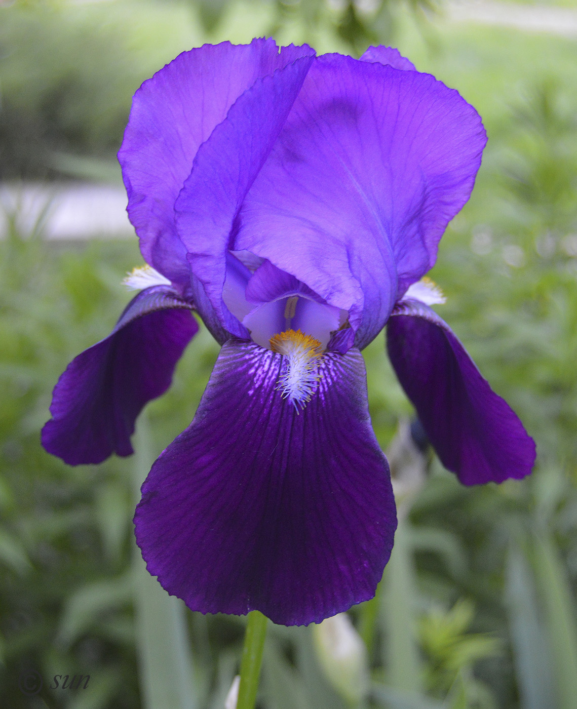 Image of Iris &times; hybrida specimen.