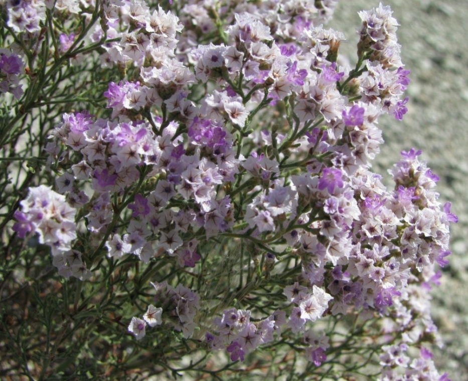 Image of Limonium macrorhizon specimen.