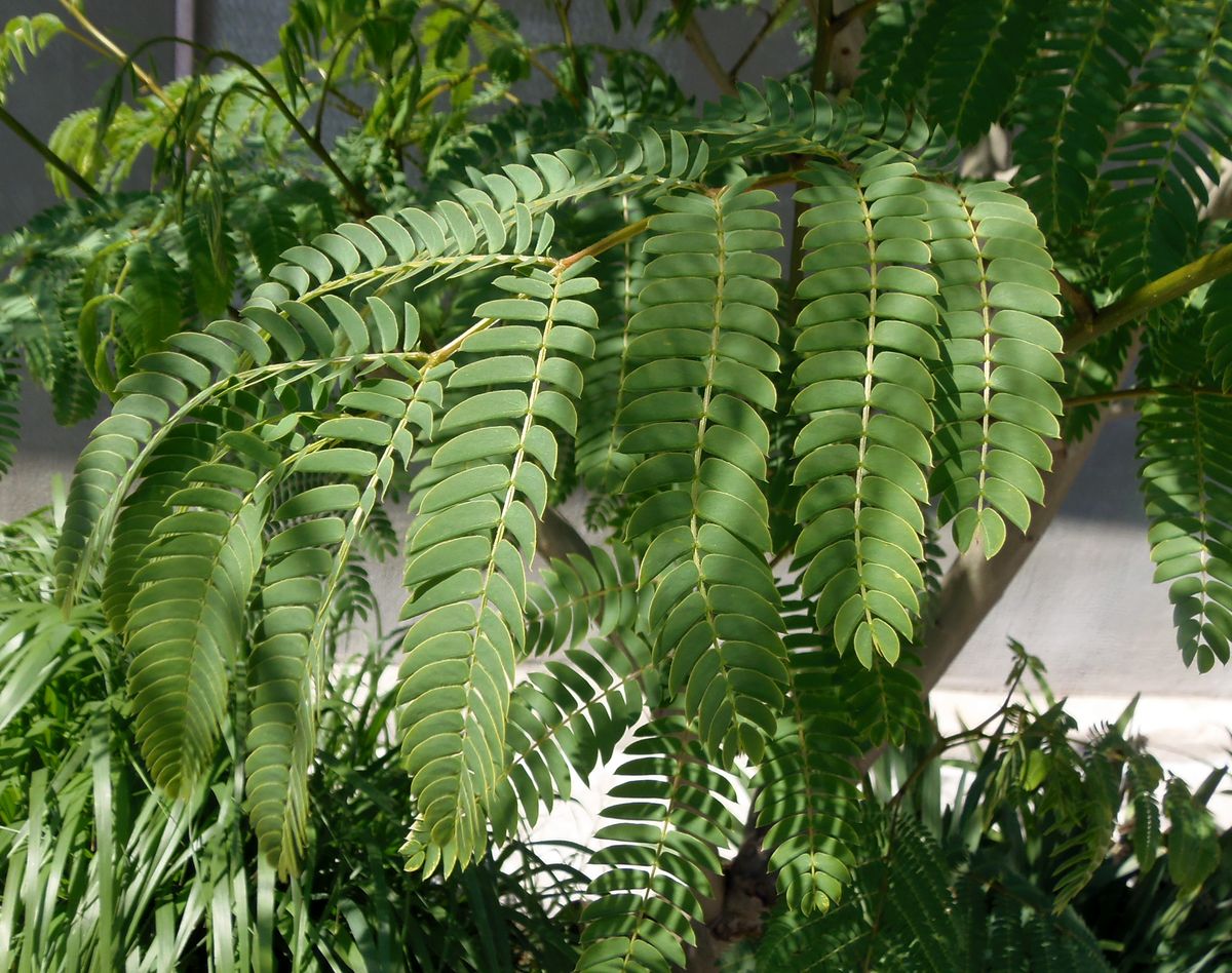 Image of genus Albizia specimen.