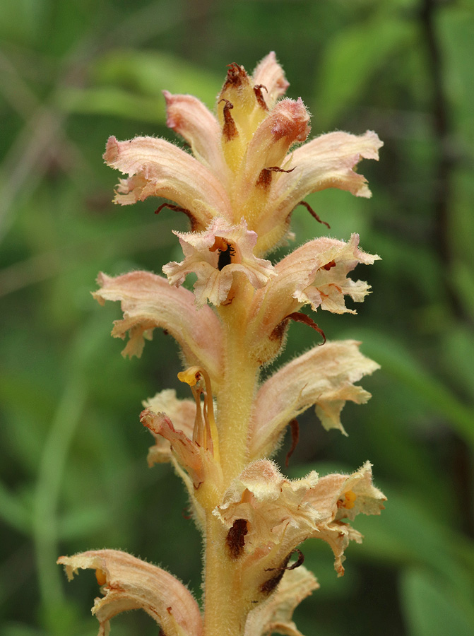 Image of Orobanche lutea specimen.