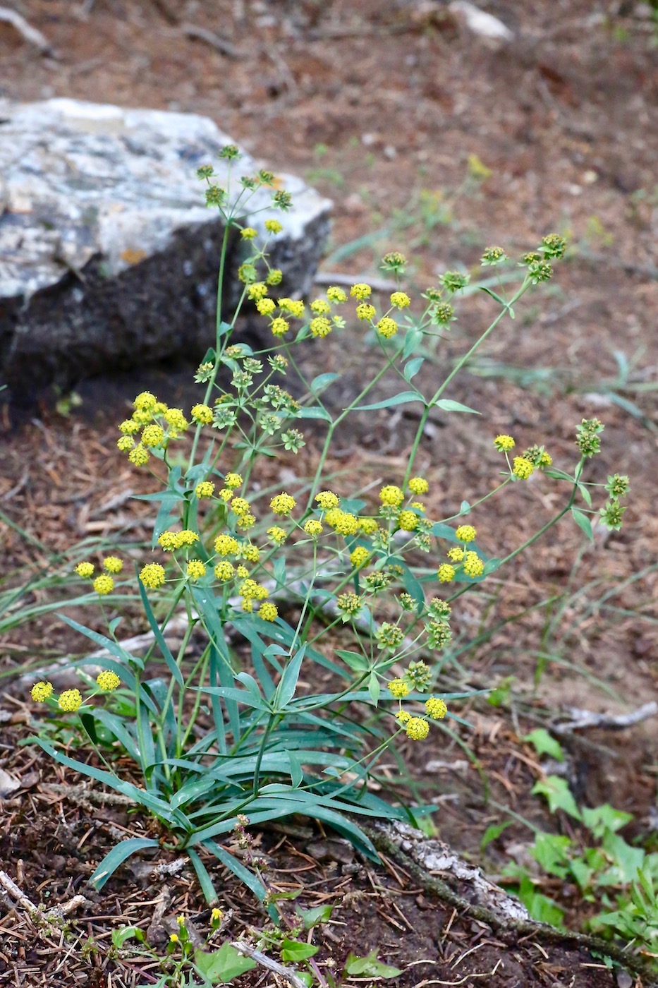 Image of Bupleurum densiflorum specimen.