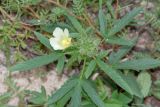 Hibiscus fleckii