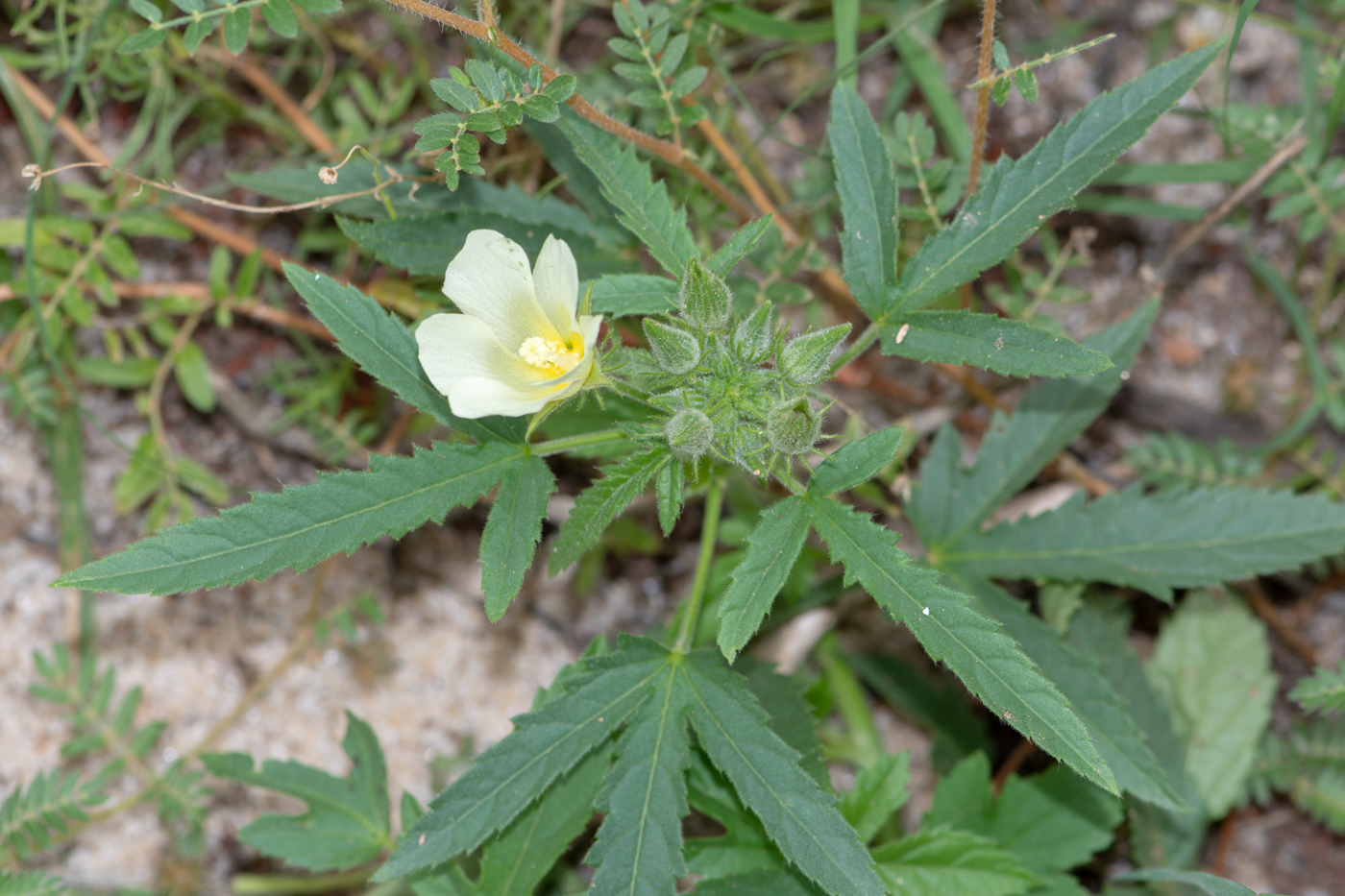 Изображение особи Hibiscus fleckii.