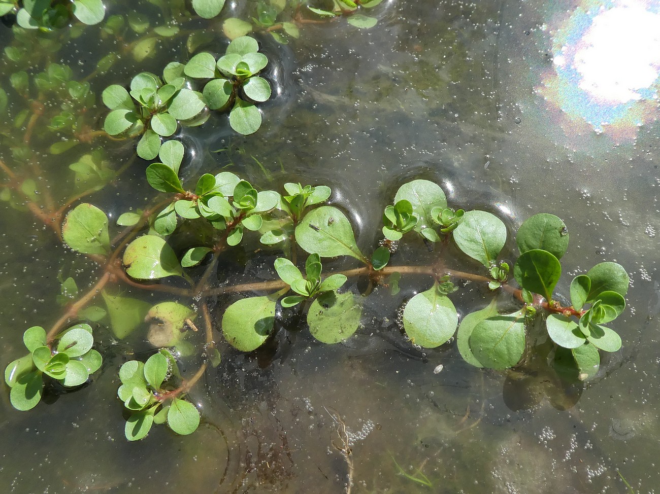 Image of Peplis portula specimen.