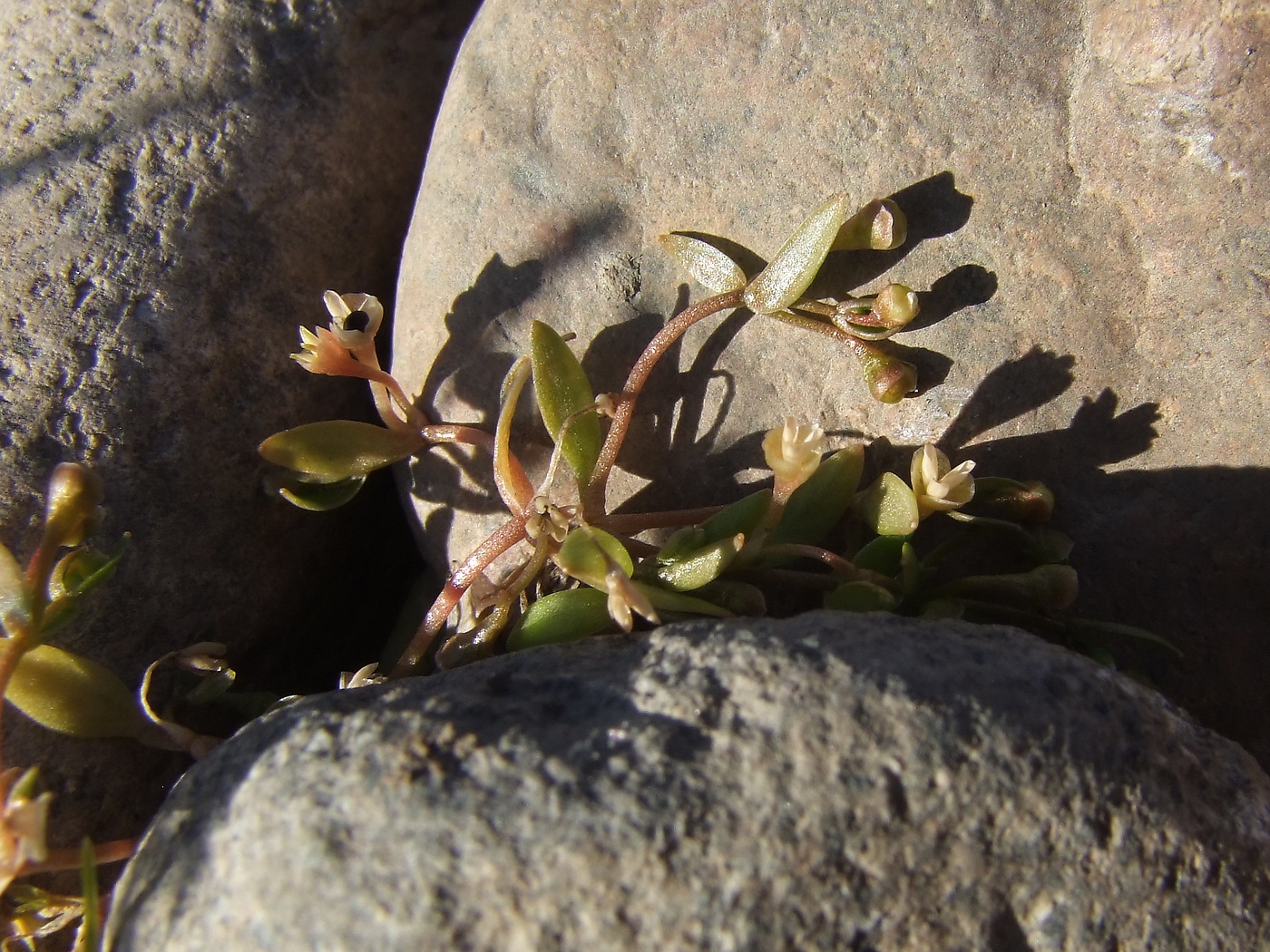 Image of Montia fontana specimen.