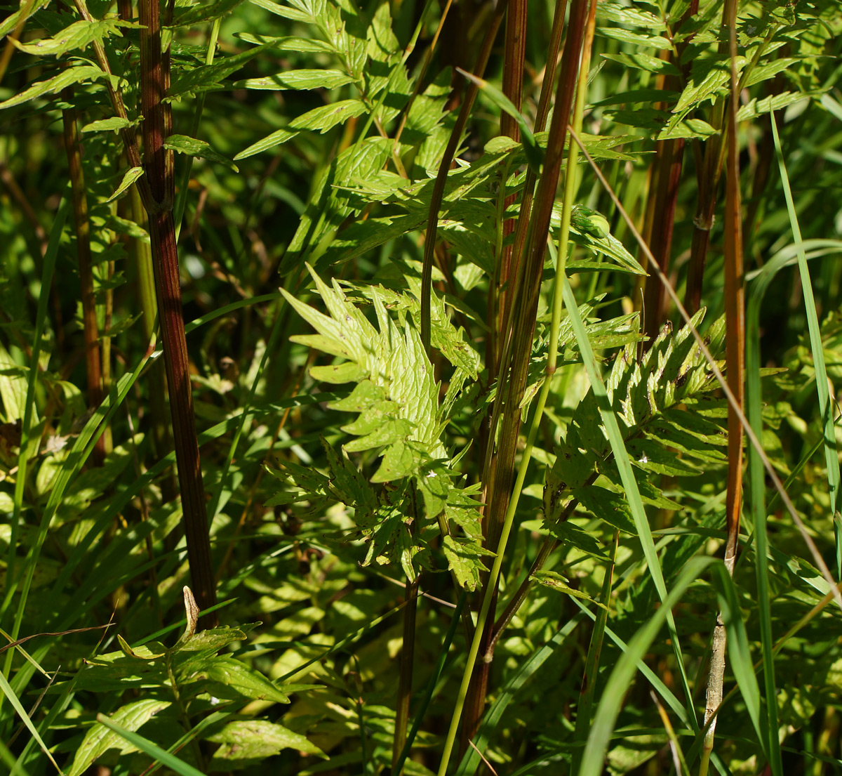 Image of Valeriana officinalis specimen.