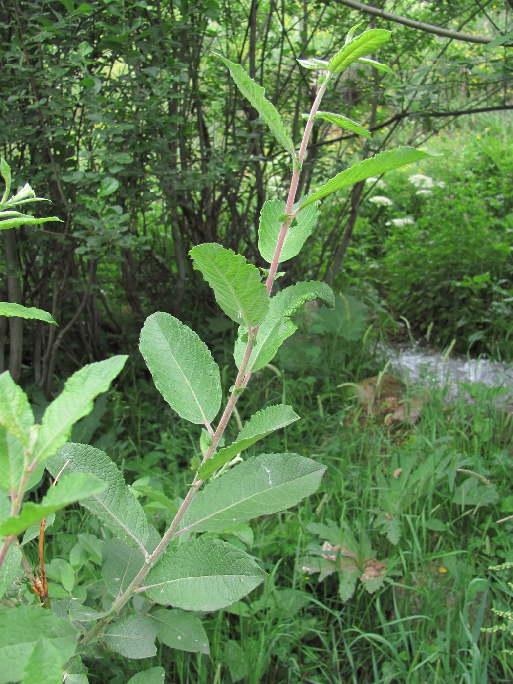 Изображение особи Salix pseudomedemii.