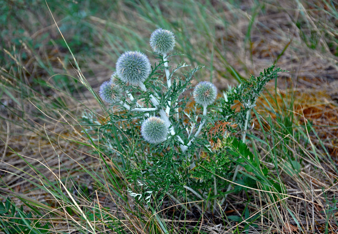 Изображение особи Echinops ruthenicus.