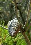 Pinus halepensis. Часть веточки с шишкой и развивающейся шишкой. Франция, Средиземное море, Леринские о-ва, о-в Св. Маргариты (Sainte-Marguerite). Июль.