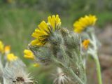 Pilosella echioides. Соцветия (вид сбоку). Кабардино-Балкария, Эльбрусский р-н, окр. с. Нейтрино, ок. 1850 м н.у.м., каменистый склон. 09.07.2020.