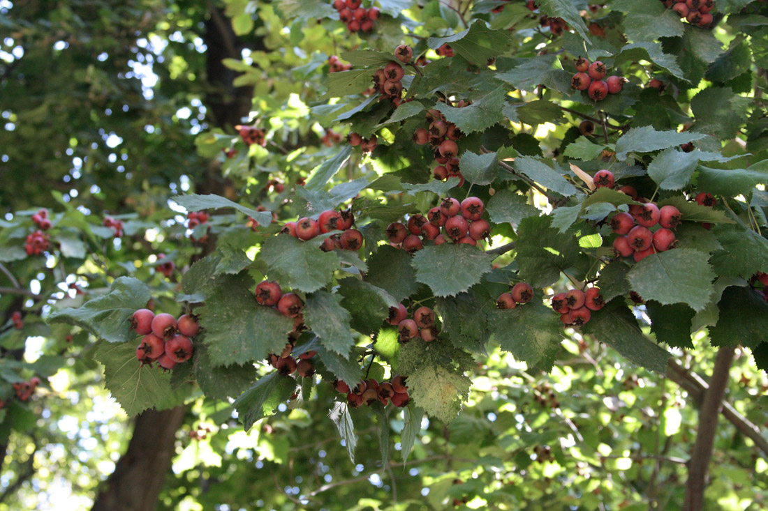 Image of Crataegus mollis specimen.