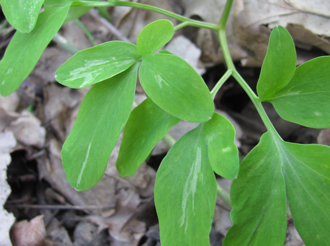 Image of Corydalis marschalliana specimen.